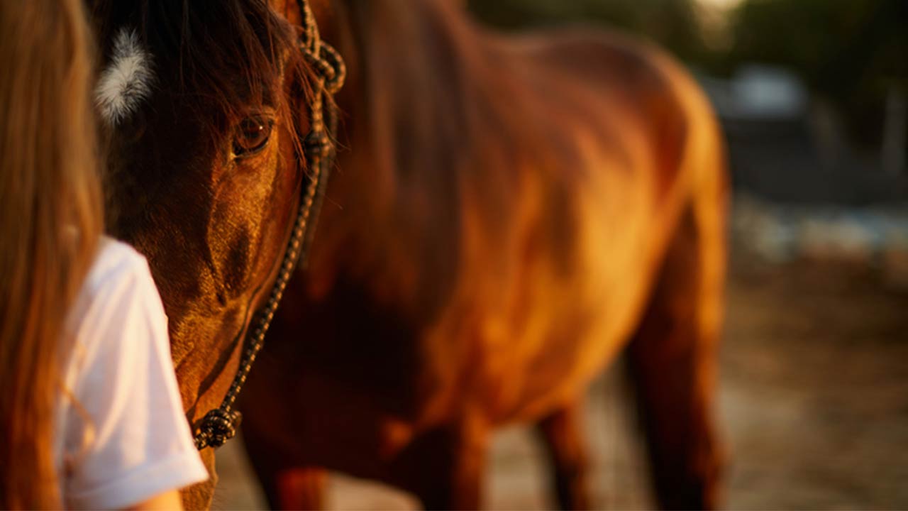 Hesteassisteret psykoterapi til unge med komplekse traumer